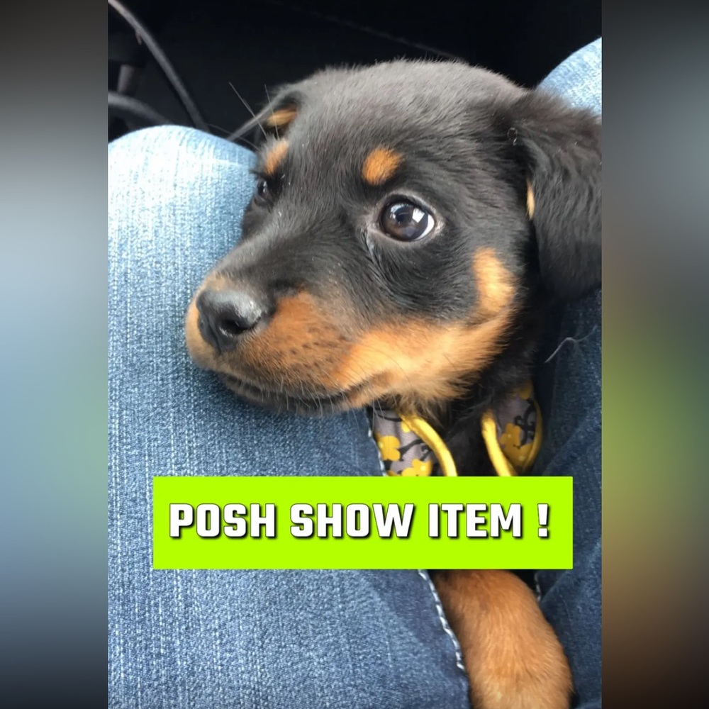 Tanya Live unlisted inventory for posh shows